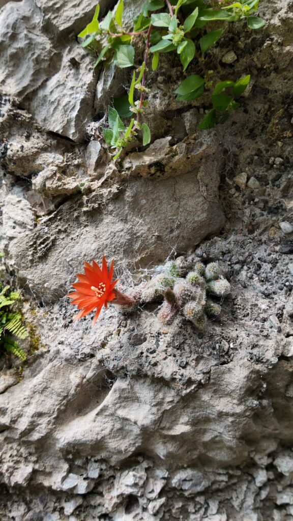 Fiore nelle tasche di roccia di Villa Bertarelli a Galbiate