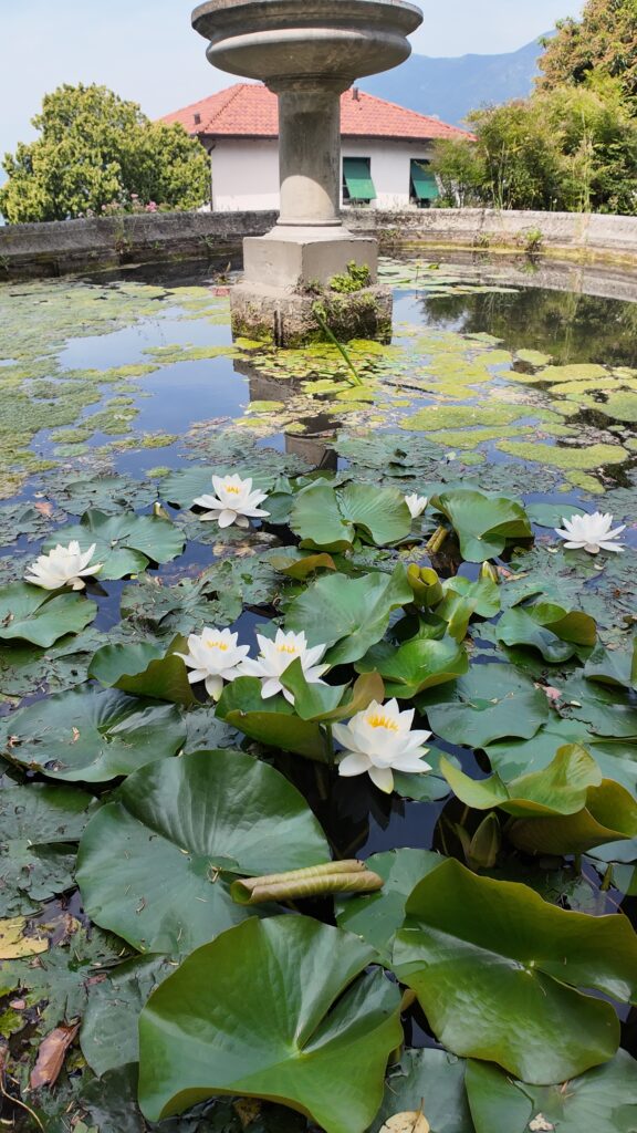 Ninfee a Villa Bertarelli a Galbiate