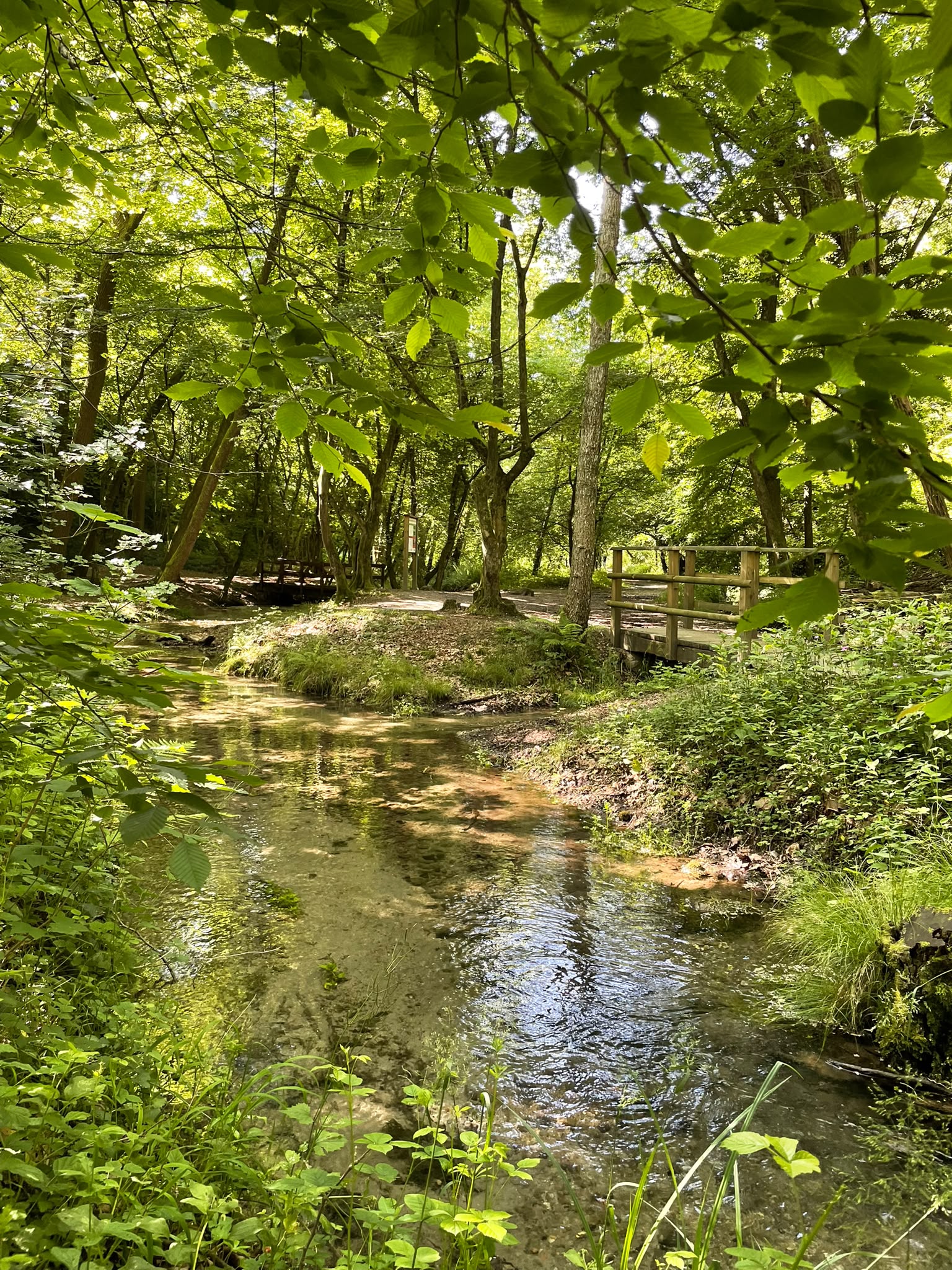 ponte di legno nel bosco della fontana del guercio a Carugo (CO)