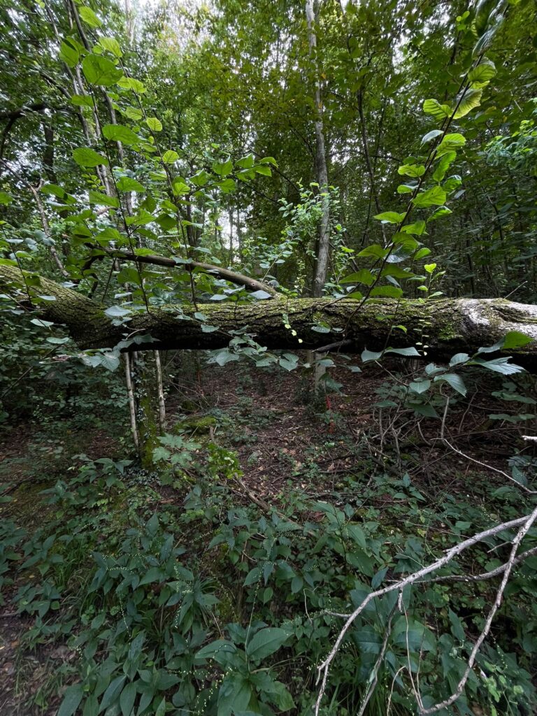 area boschiva dello Zoc del Peric