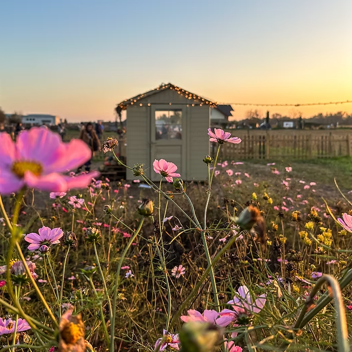 foto di un pezzo del campo Shirin di Ornago 